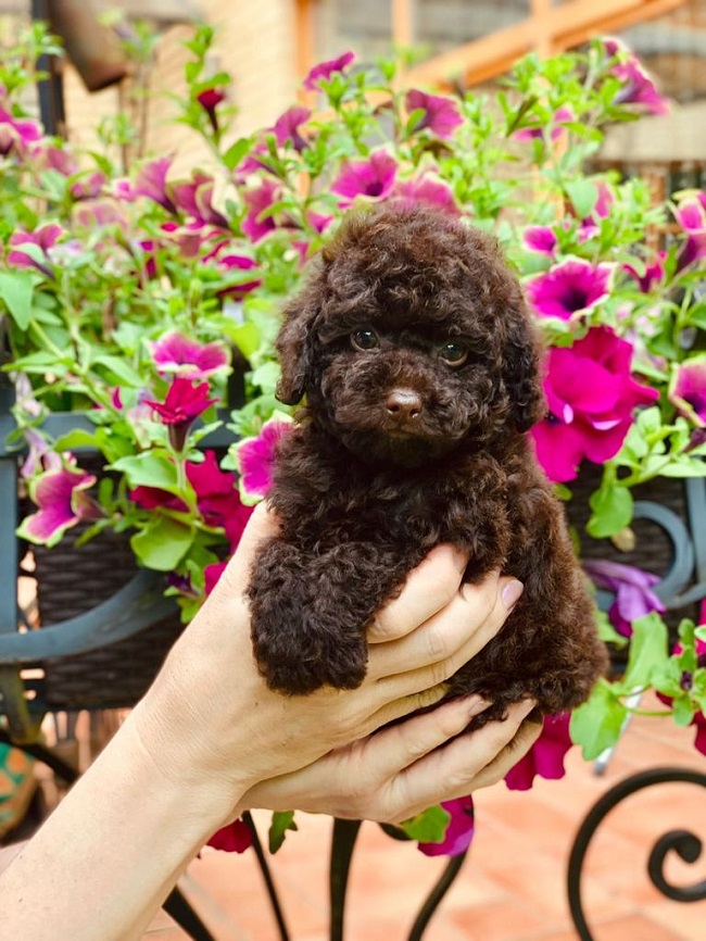 тедди пудель