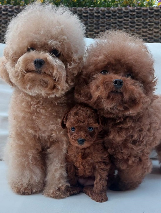 тедди пудель