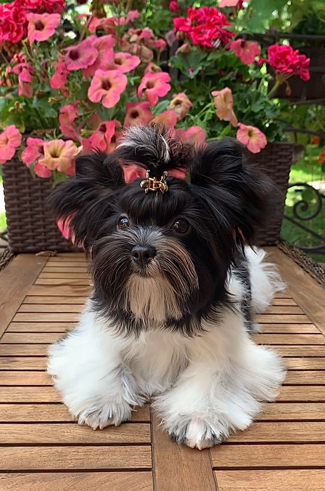 купить йорка в питомнике