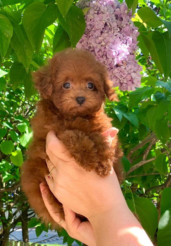 тедди пудель