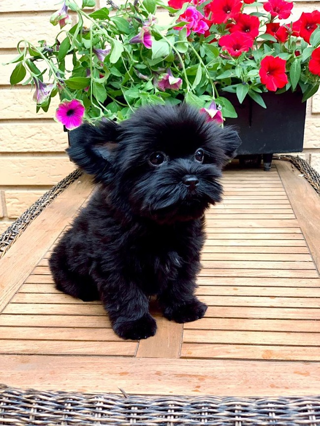 купить йорка в питомнике