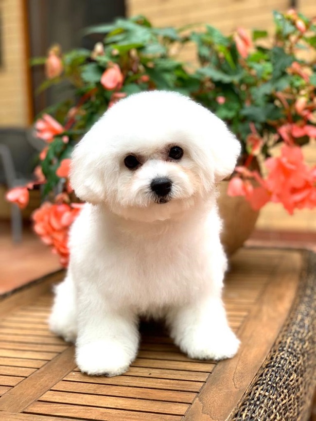 купить щенка бишон-фризе