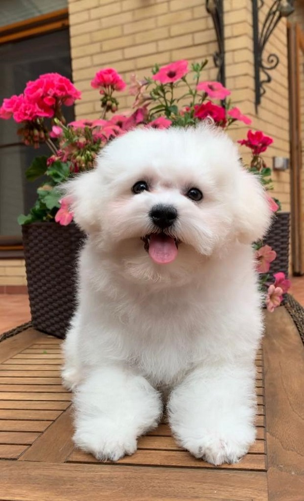 купить щенка бишон-фризе