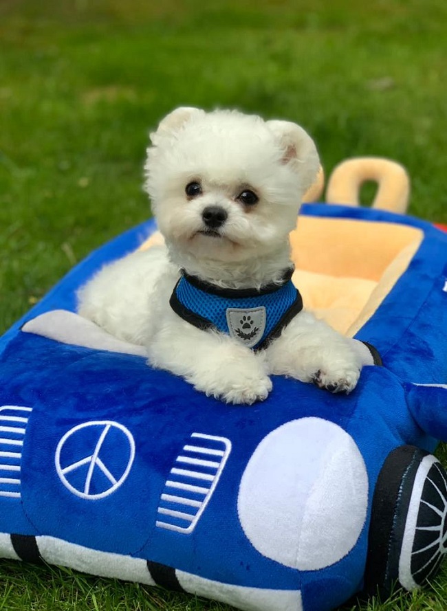 купить щенка бишон-фризе