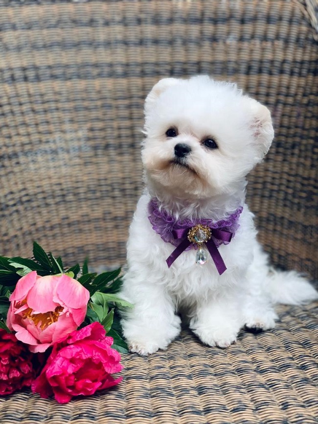 купить щенка бишон-фризе