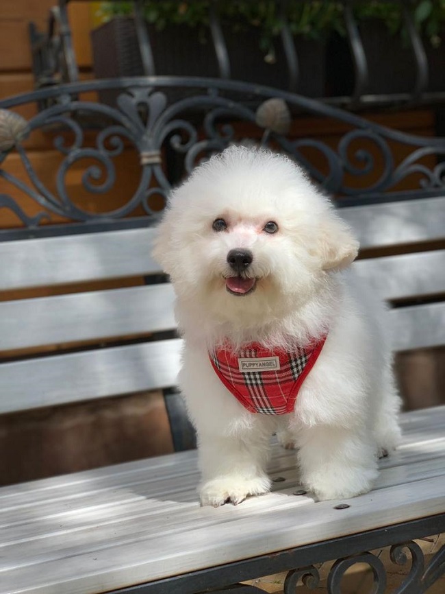 купить щенка бишон-фризе