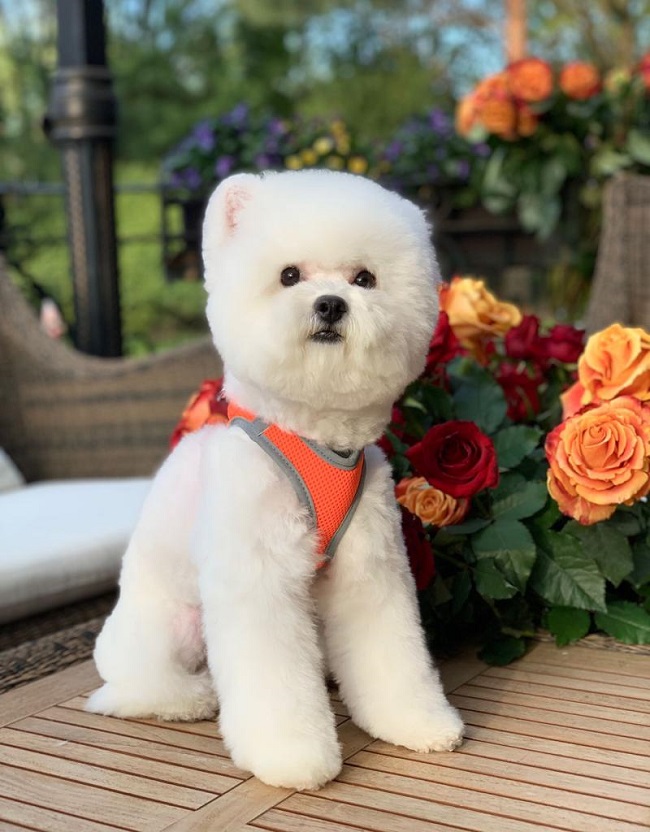 купить щенка бишон-фризе