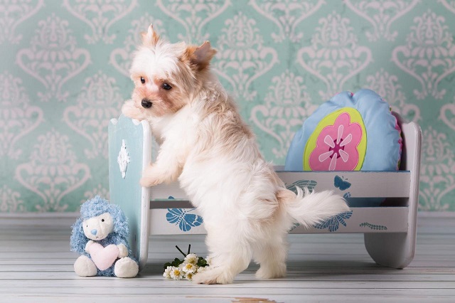 йоркширский терьер