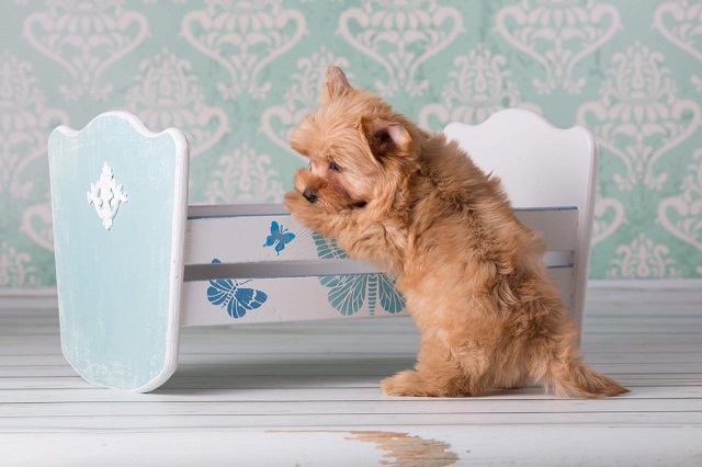 йоркширский терьер