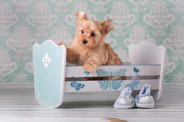 йоркширский терьер