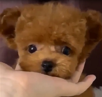 тедди пудель