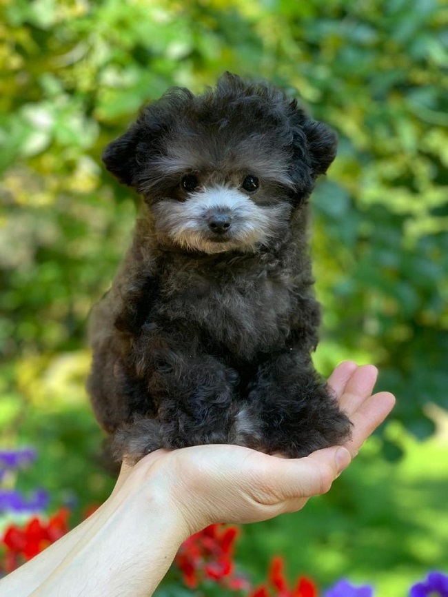 тедди пудель