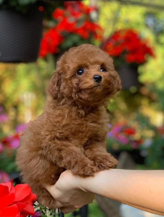 тедди пудель