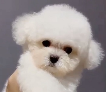 тедди пудель