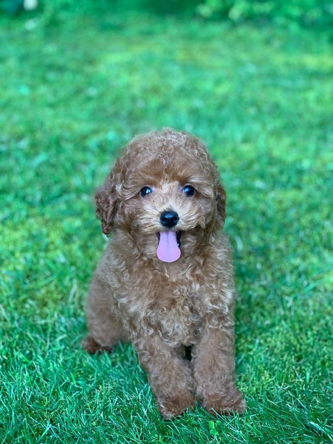 тедди пудель