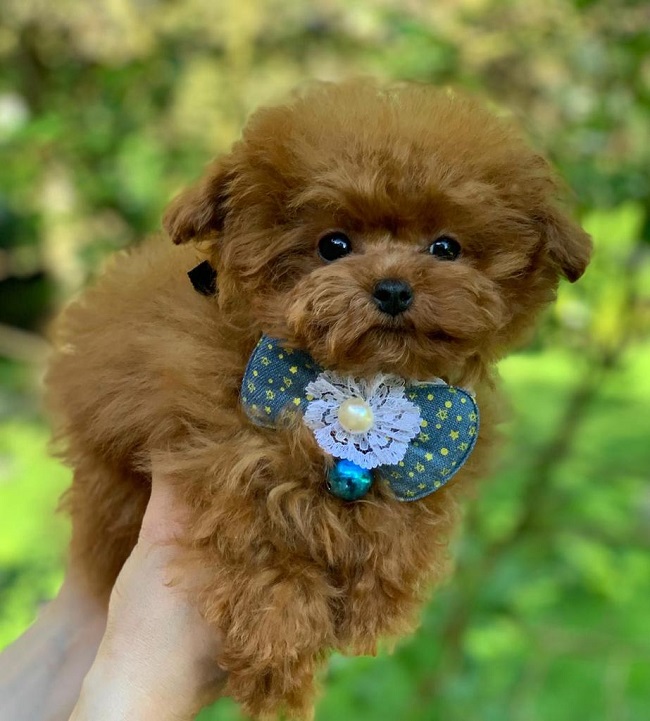 микро пудель