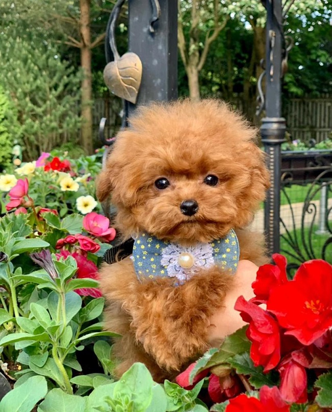 микро пудель