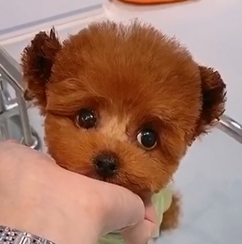 тедди пудель