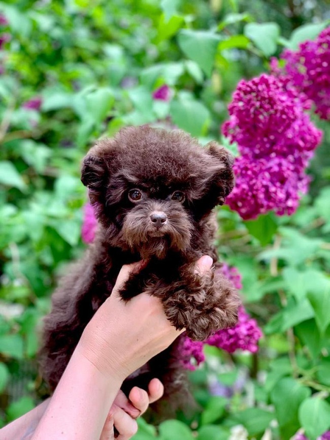 тедди пудель