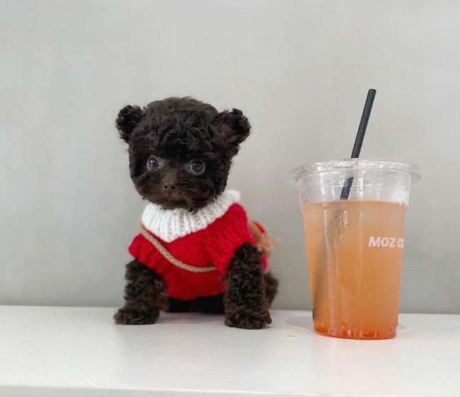 тедди пудель