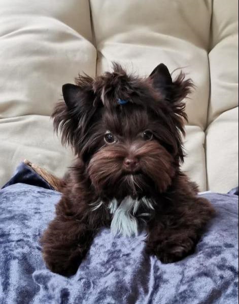 купить шоколадного йорка