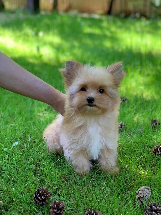 йоркширский терьер