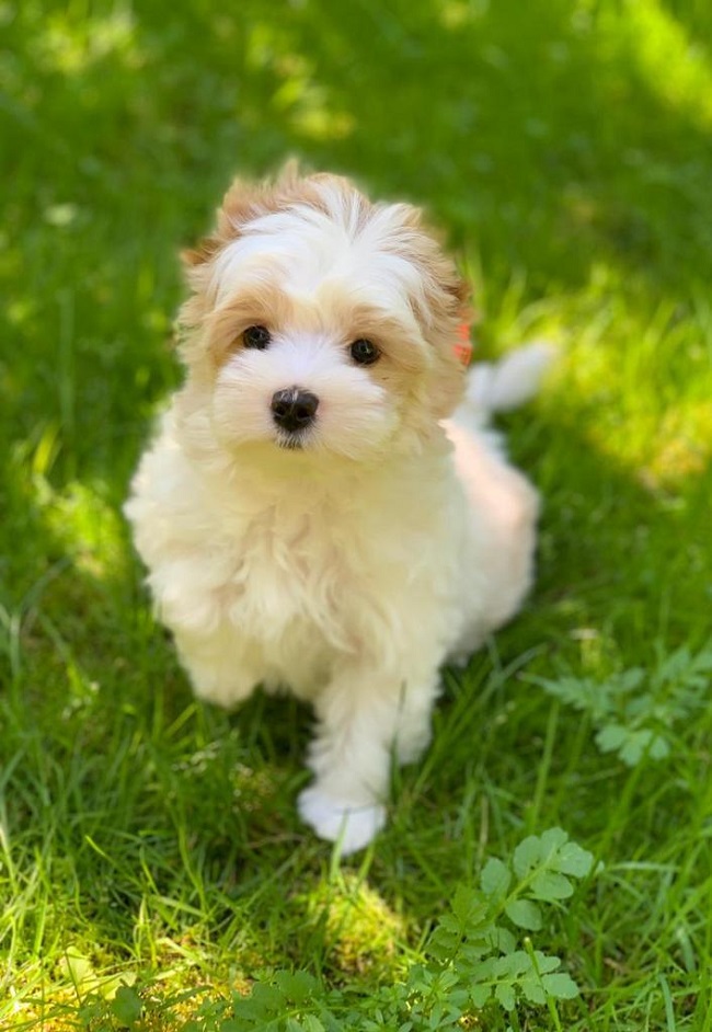 купить йорка в питомнике