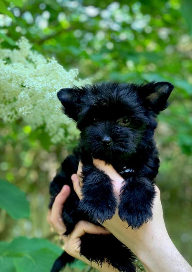 купить йорка в питомнике