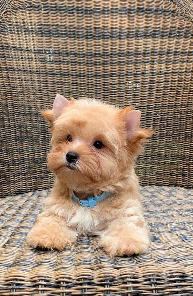 купить йорка в питомнике