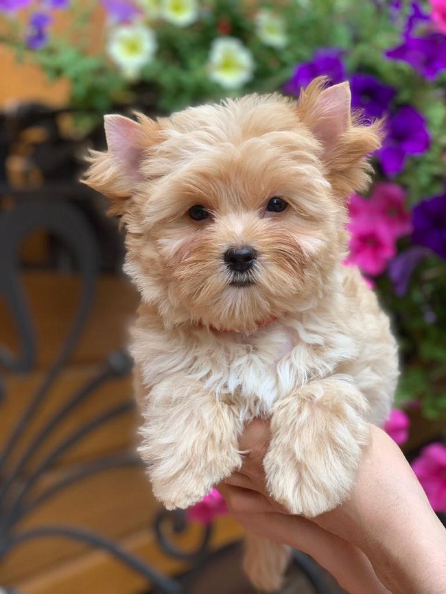 купить йорка в питомнике