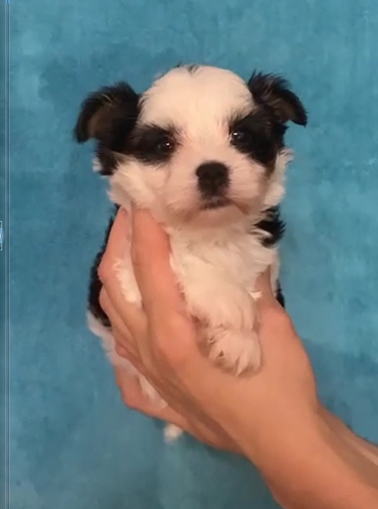 купить бивер йорка