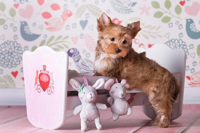 купить йорка в питомнике