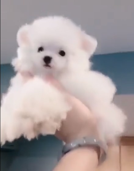 микро пудель