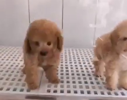 микро пудель