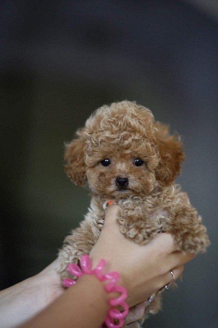 микро пудель