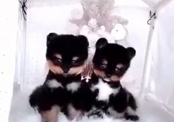 микро пудель