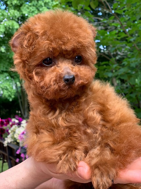 микро пудель