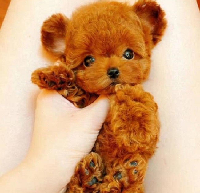 тедди пудель