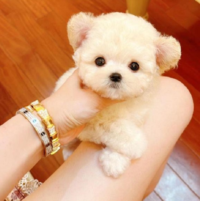 тедди пудель