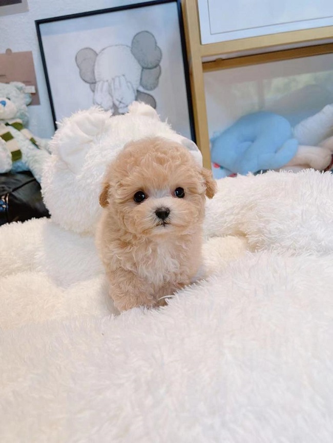 тедди пудель