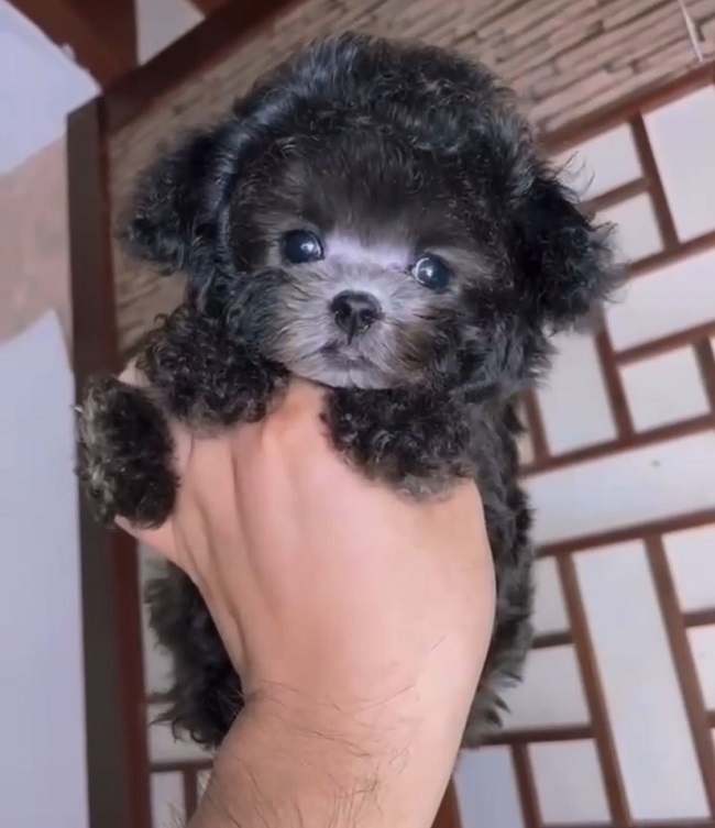 тедди пудель