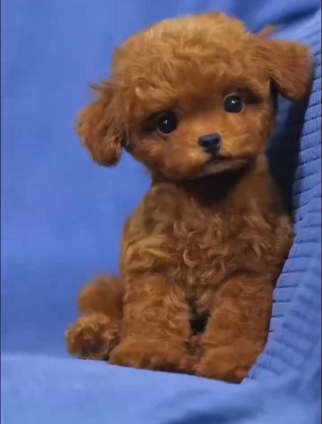 тедди пудель