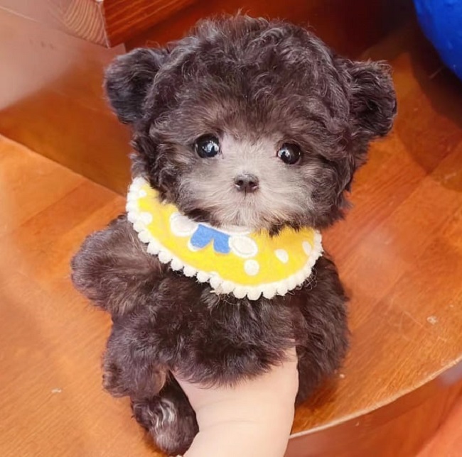 тедди пудель