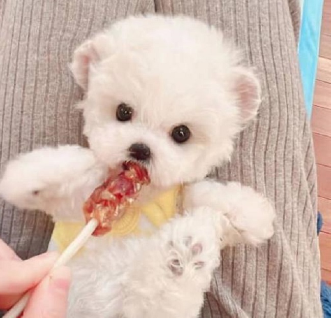 тедди пудель