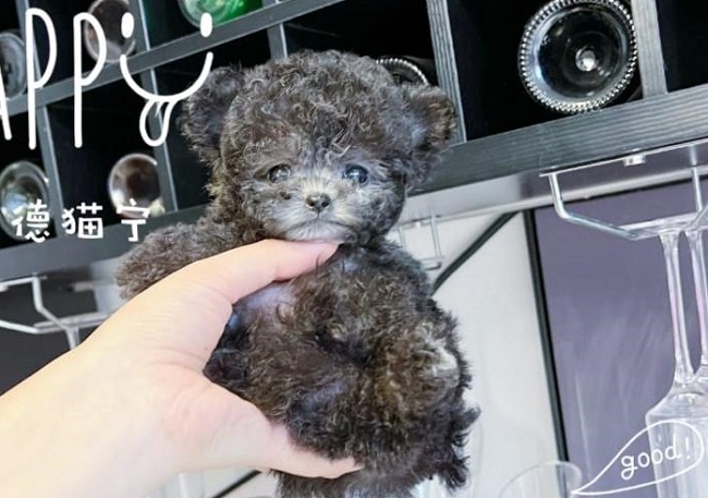 тедди пудель