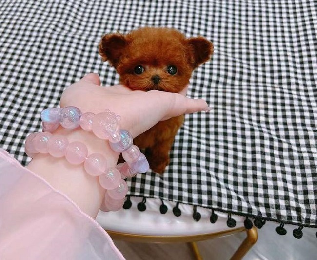 тедди пудель