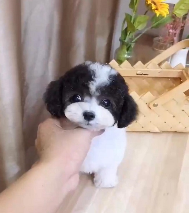 тедди пудель