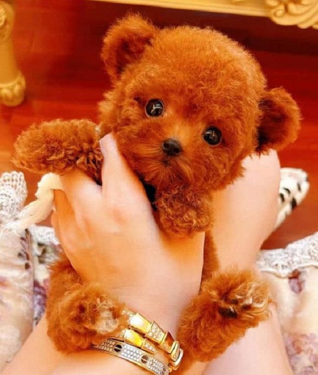 тедди пудель