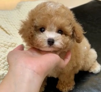 микро пудель