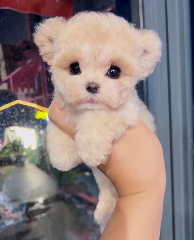 микро пудель